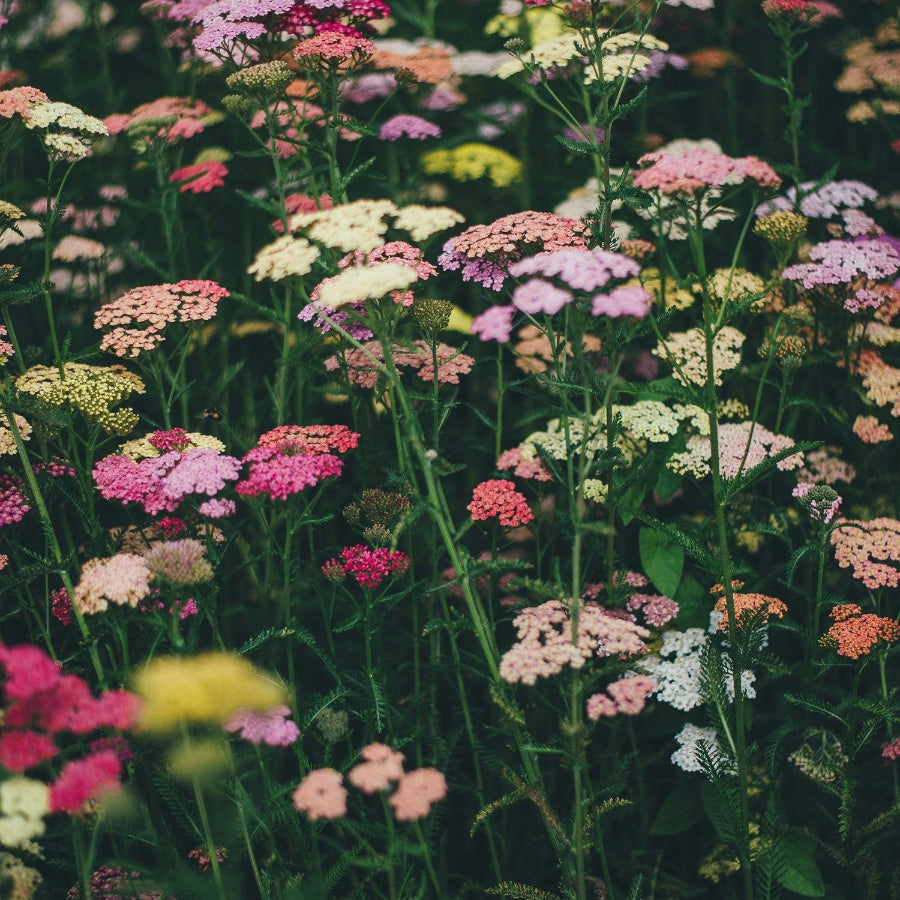 Field of Colorful Flowers and Green Stems