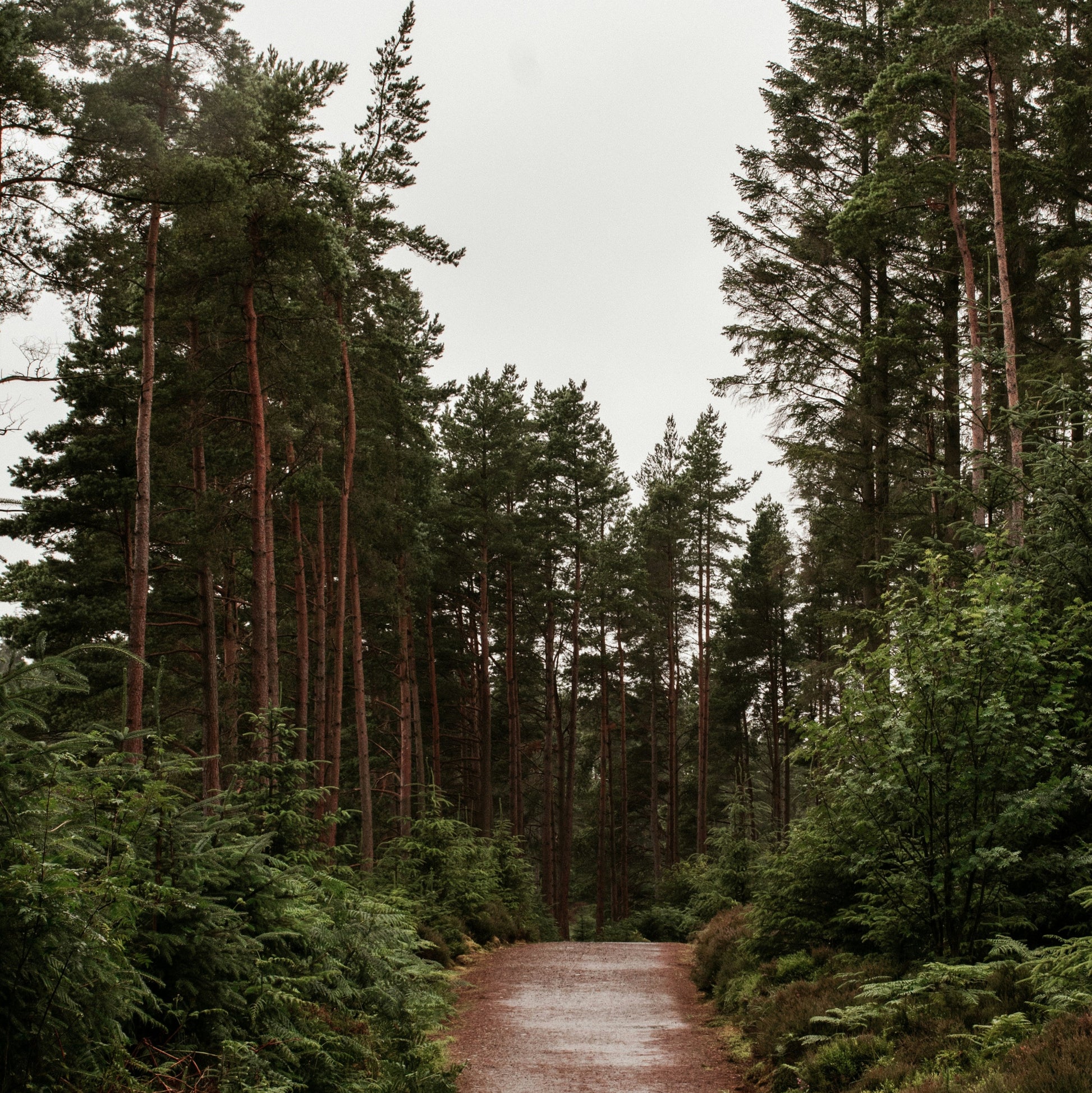 Scent inspiration from a pine forest